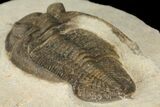 Bargain, Zlichovaspis Trilobite - Lghaft, Morocco #100388-1